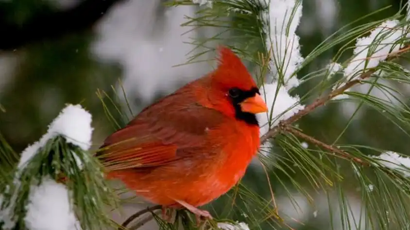 کاردینای سرخ پرنده معروف ایالت کارولینای شمالی 